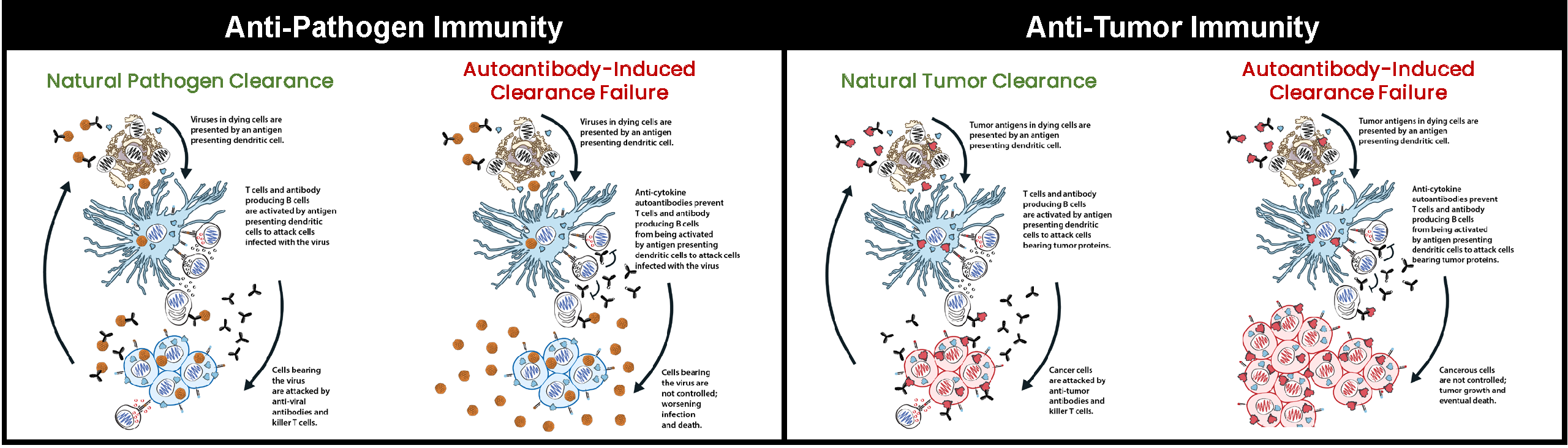 Anti-Cytokine Autoantibodies and Cancer